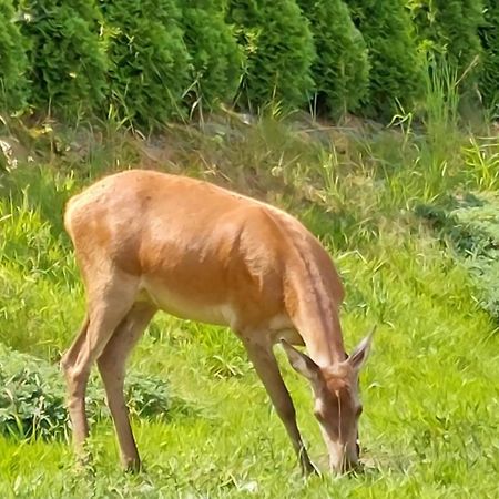 Domek Pod Holica 2 Bieszczady Ustrzyki Dolne Εξωτερικό φωτογραφία